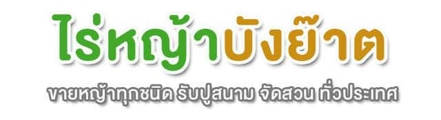 ขายหญ้าทุกชนิด ขายต้นไม้ รับปูหญ้า จัดสวน ปลูกต้นไม้ | ไร่หญ้าบังย๊าต.com